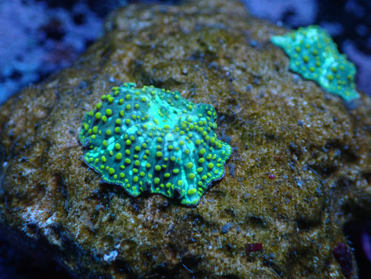 2P Speckled Discosommas Auctions 11/29 ended