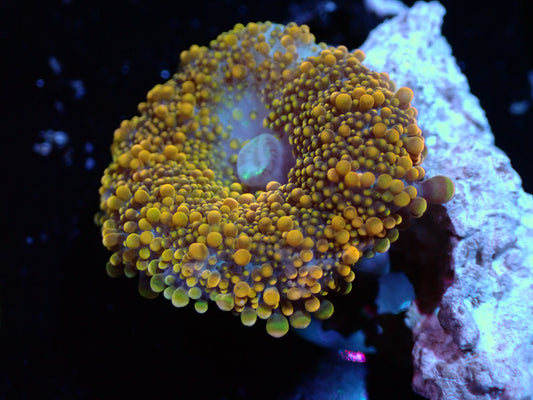 False Godzilla Yuma Auctions 12/8 ended