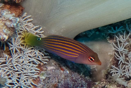 Six Line Wrasse - Coral's Coral Fish
