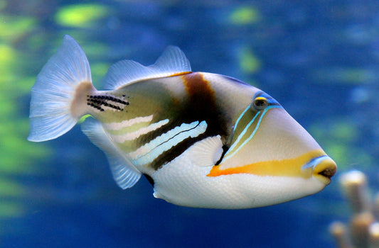 Picasso Humu Trigger - Coral's Coral Fish