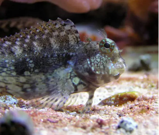 Live 6/18/26 Lawnmower Blenny