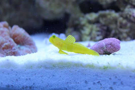 False Watchman Goby