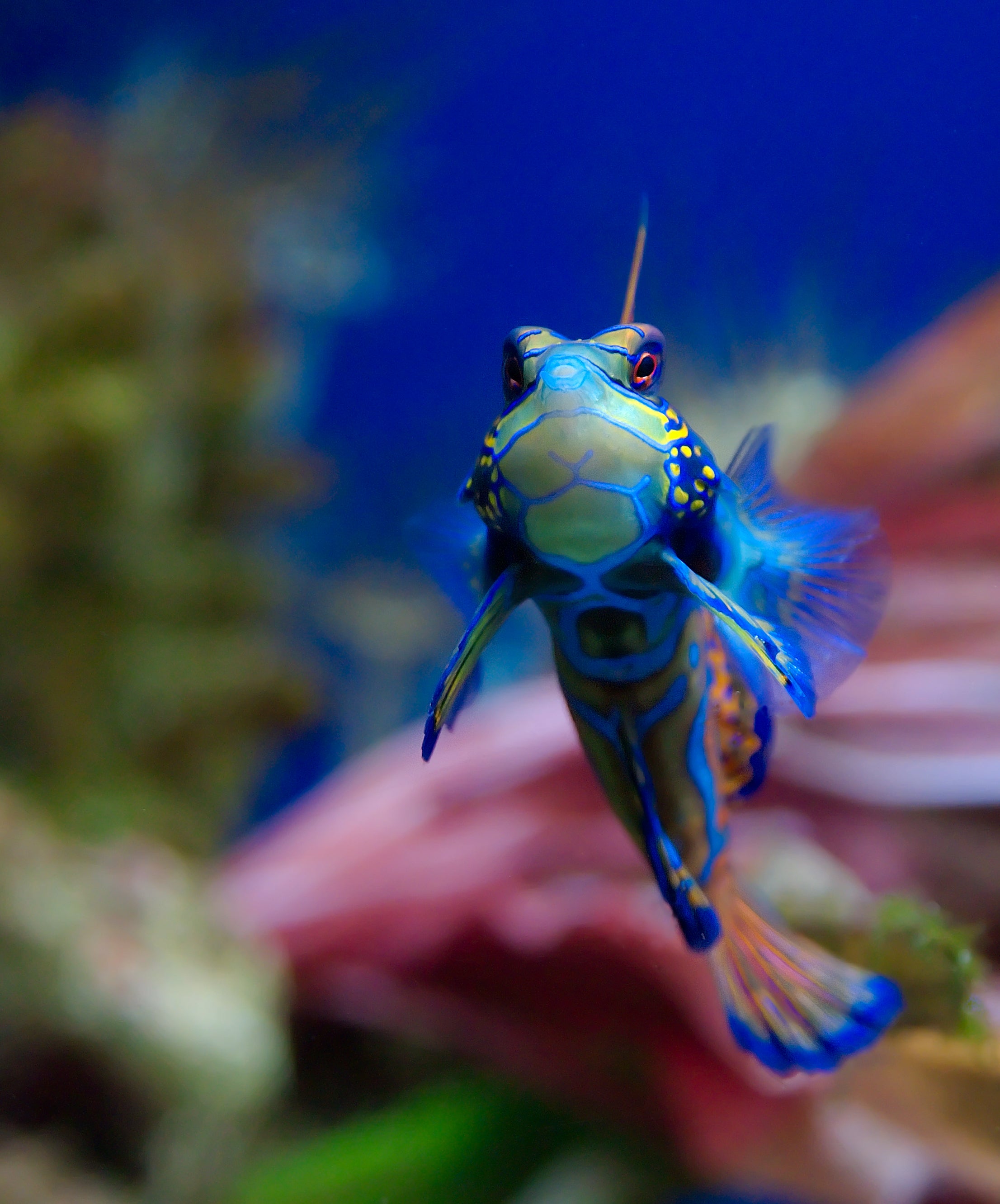 Mandarin Green Dragonet – Coral's Coral