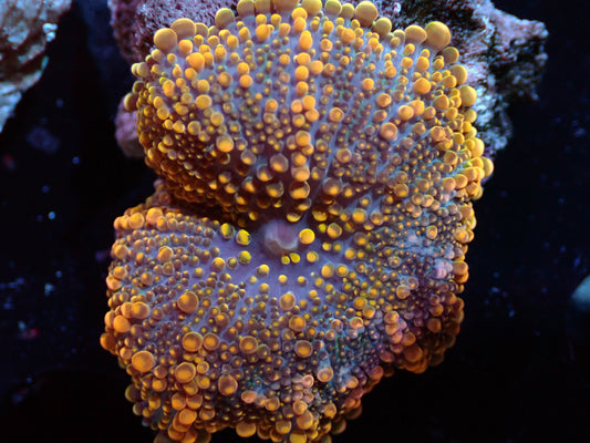 False Godzilla Yuma Auctions 11/10 ended