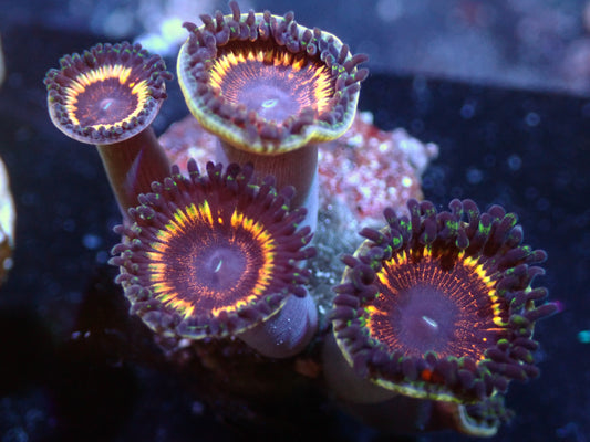 Zoas Auctions 11/15 ended