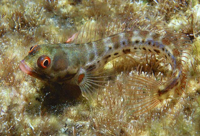 Panamic Barnacle Blenny