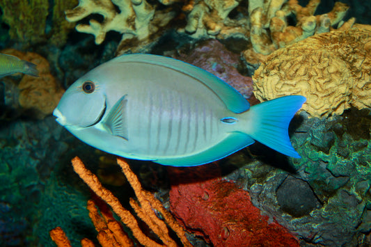 Doctorfish Tang