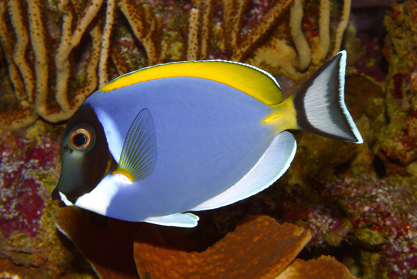 Powder Blue Tang :: South Asia