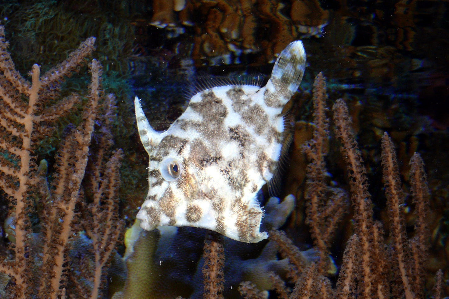 Matted "Aiptasia-Eating" Leatherjacket Filefish