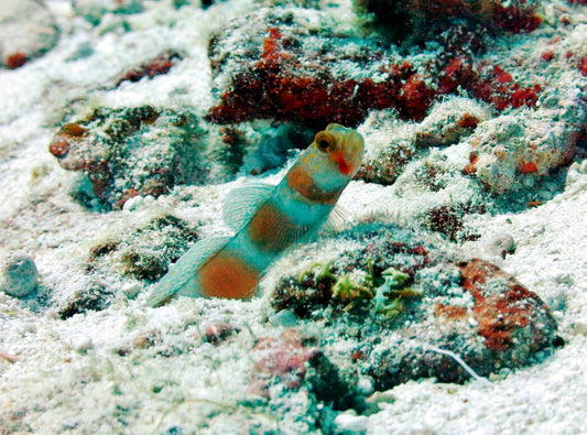 Pinkbar Goby :: Africa / Red Sea