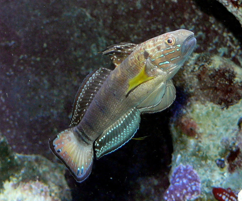 Sleeper Banded Sand-Sifting Goby