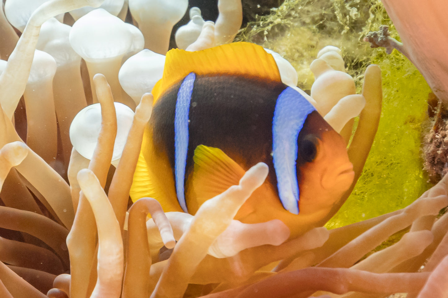 Spotcinctus Two Banded Clownfish Aquacultured