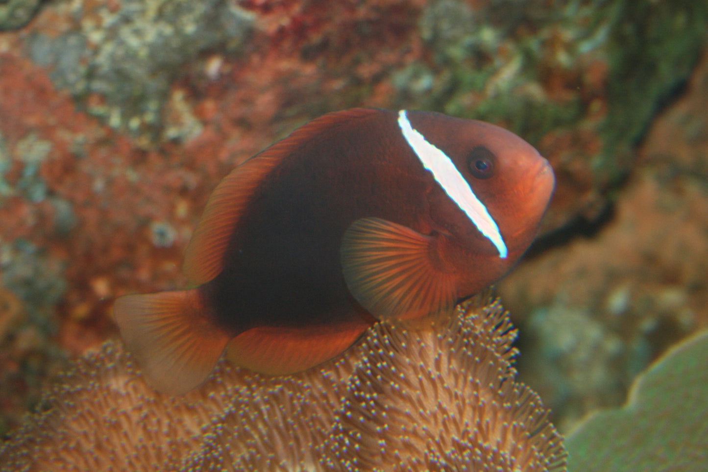 Tomato Clownfish Aquacultured