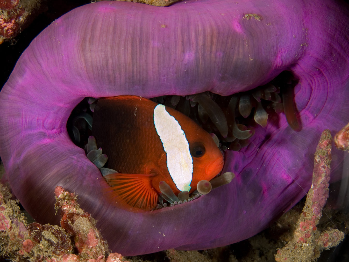 Cinnamon Clownfish Aquacultured