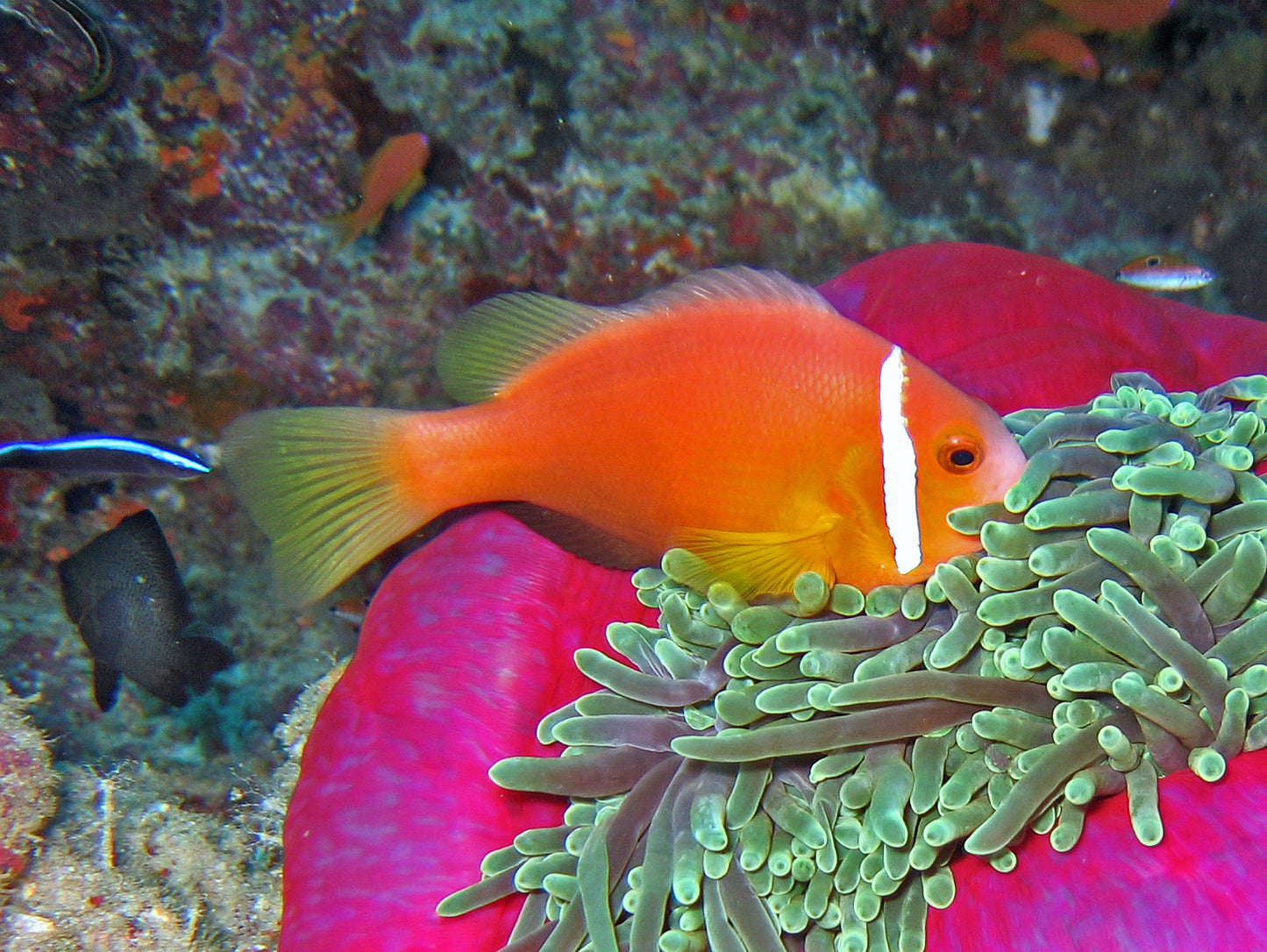 True Skunk Rose Clownfish