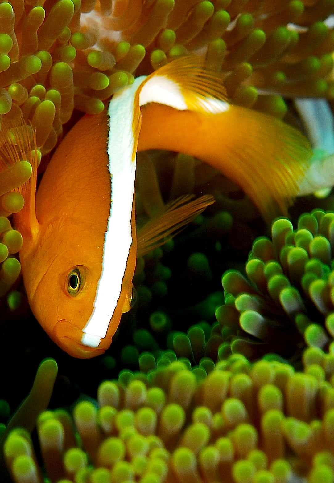 Orange Skunk Clownfish Aquacultured