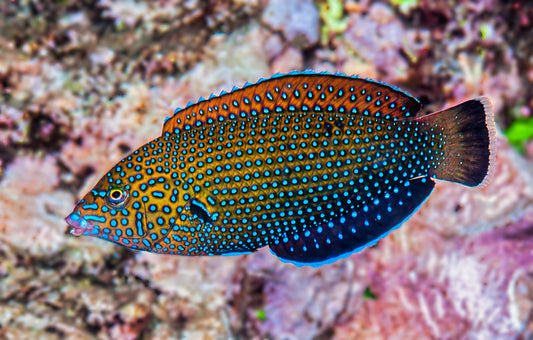 Blue Spotted Tamarin Juvenile Wrasse :: South Asia