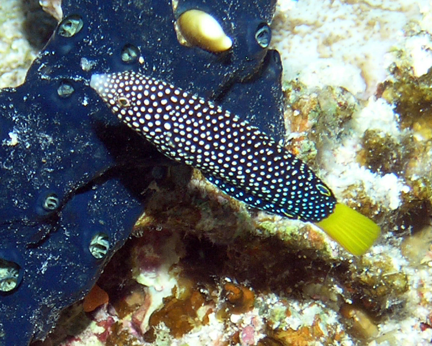 Yellowtail Wrasse