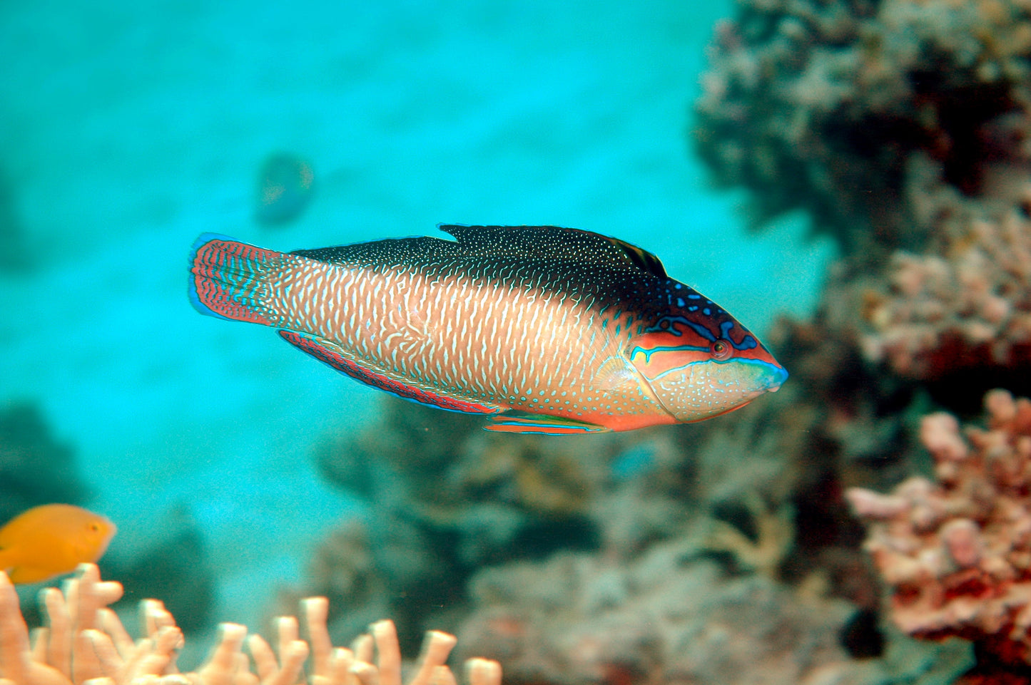 Pearl / China Wrasse MAC Certified