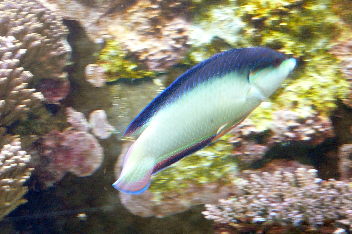 Pearl / China Wrasse MAC Certified