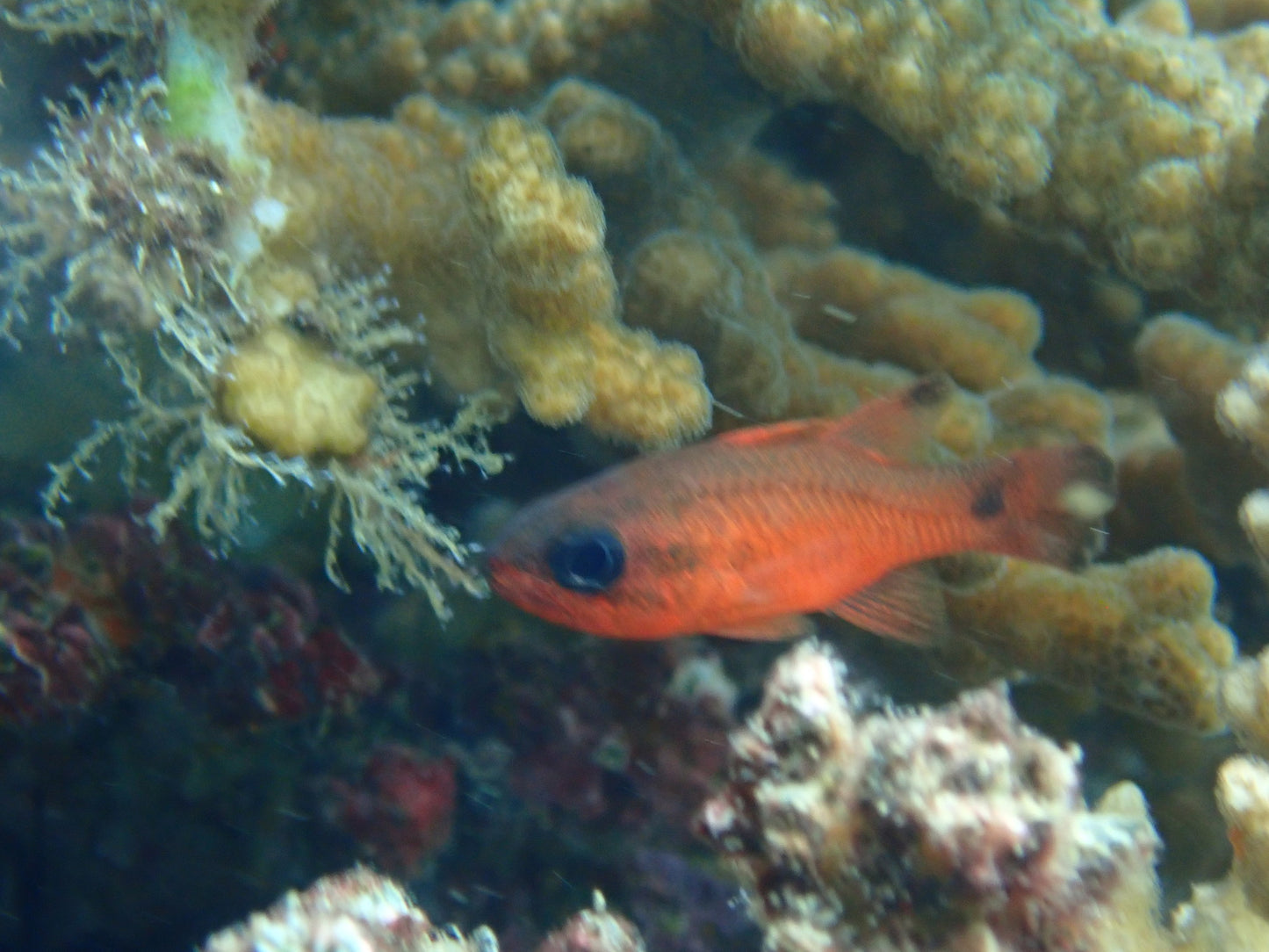 Flame Tailspot Cardinal