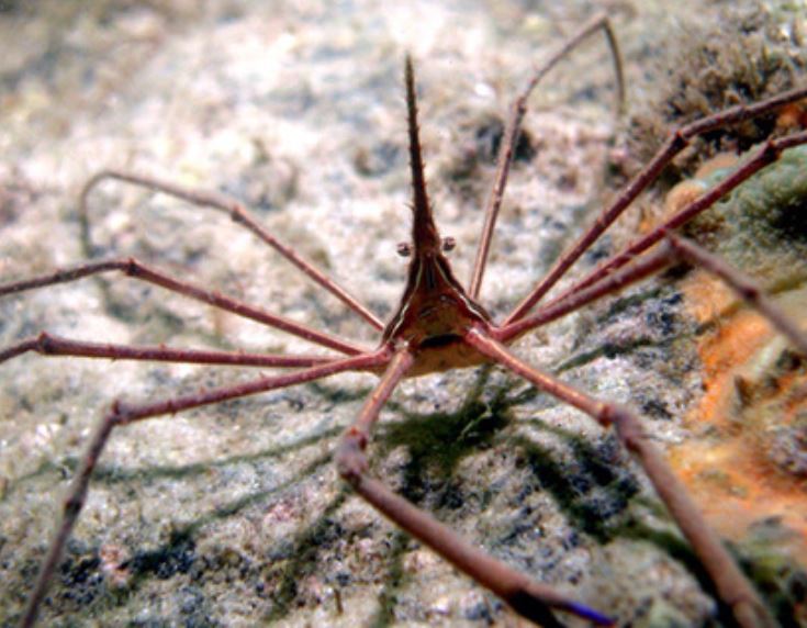 Arrow Crab