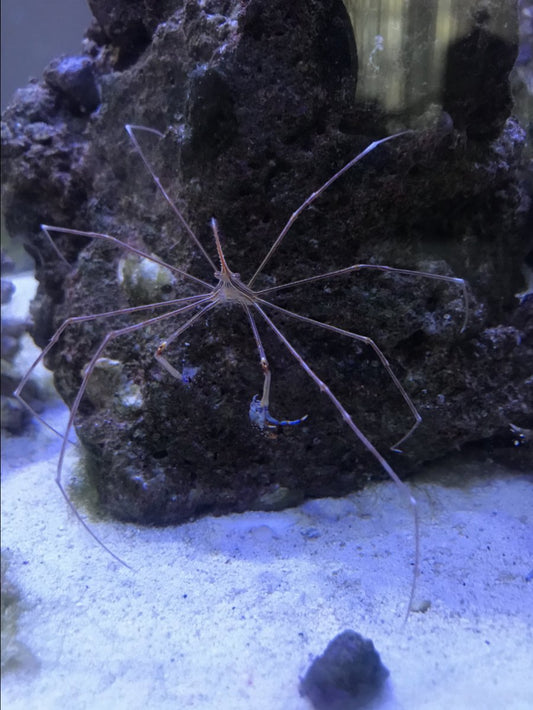 Pacific Arrow Crab Invert - Coral's Coral