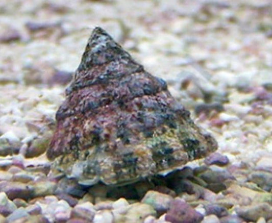 Live 6/18/26 Astrea Snail