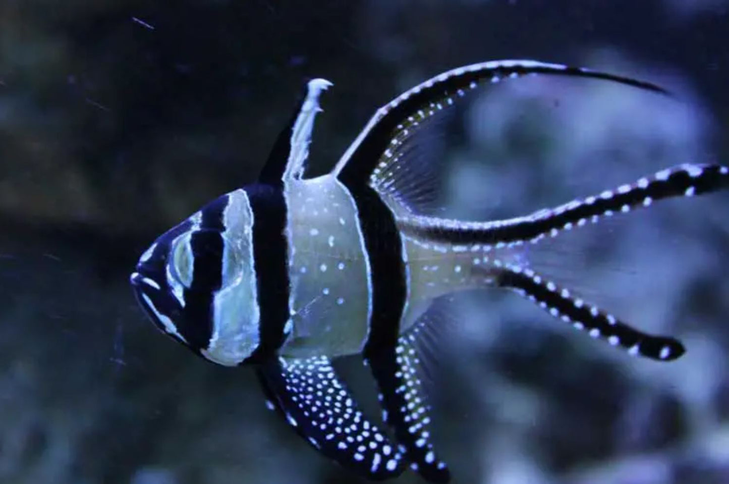 Kaudern's Banggai Cardinal