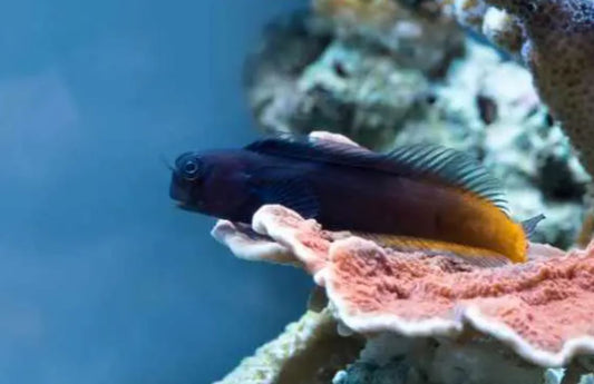 Live 10/8/26 Male Bicolor Blenny