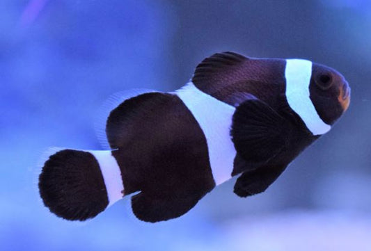 Live 4/25/24 Black Ocellaris Clownfish