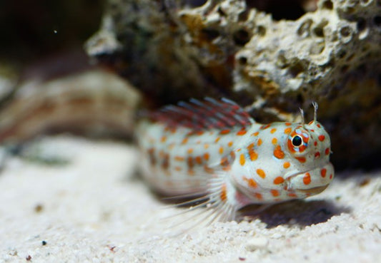 Red-Spotted Blenny