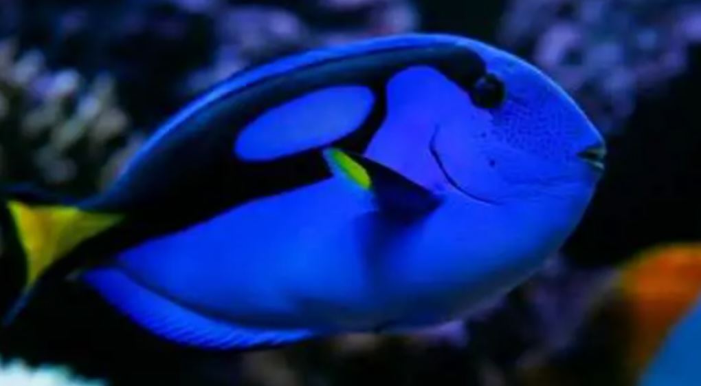 Blue Hippo Tang