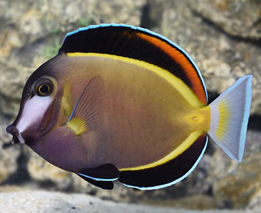 Powder Brown Tang