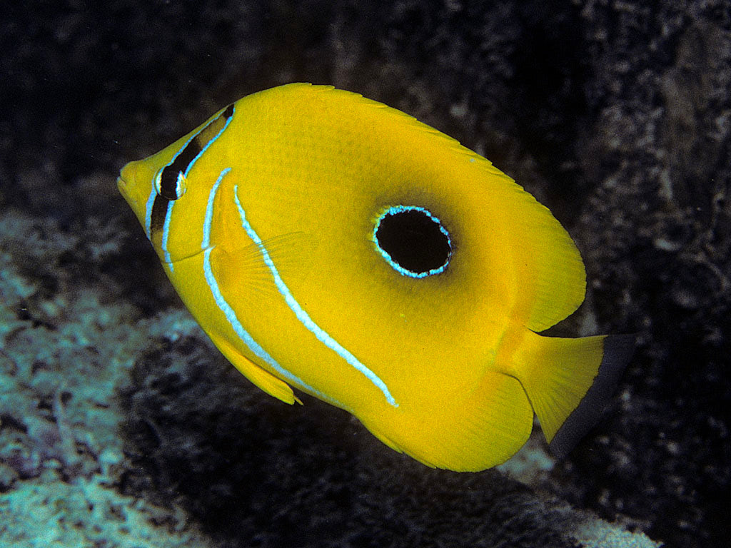 Bennett Butterfly :: Central Pacific