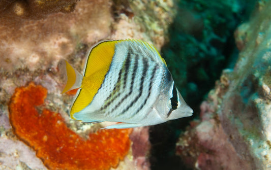 Mertensii Butterfly