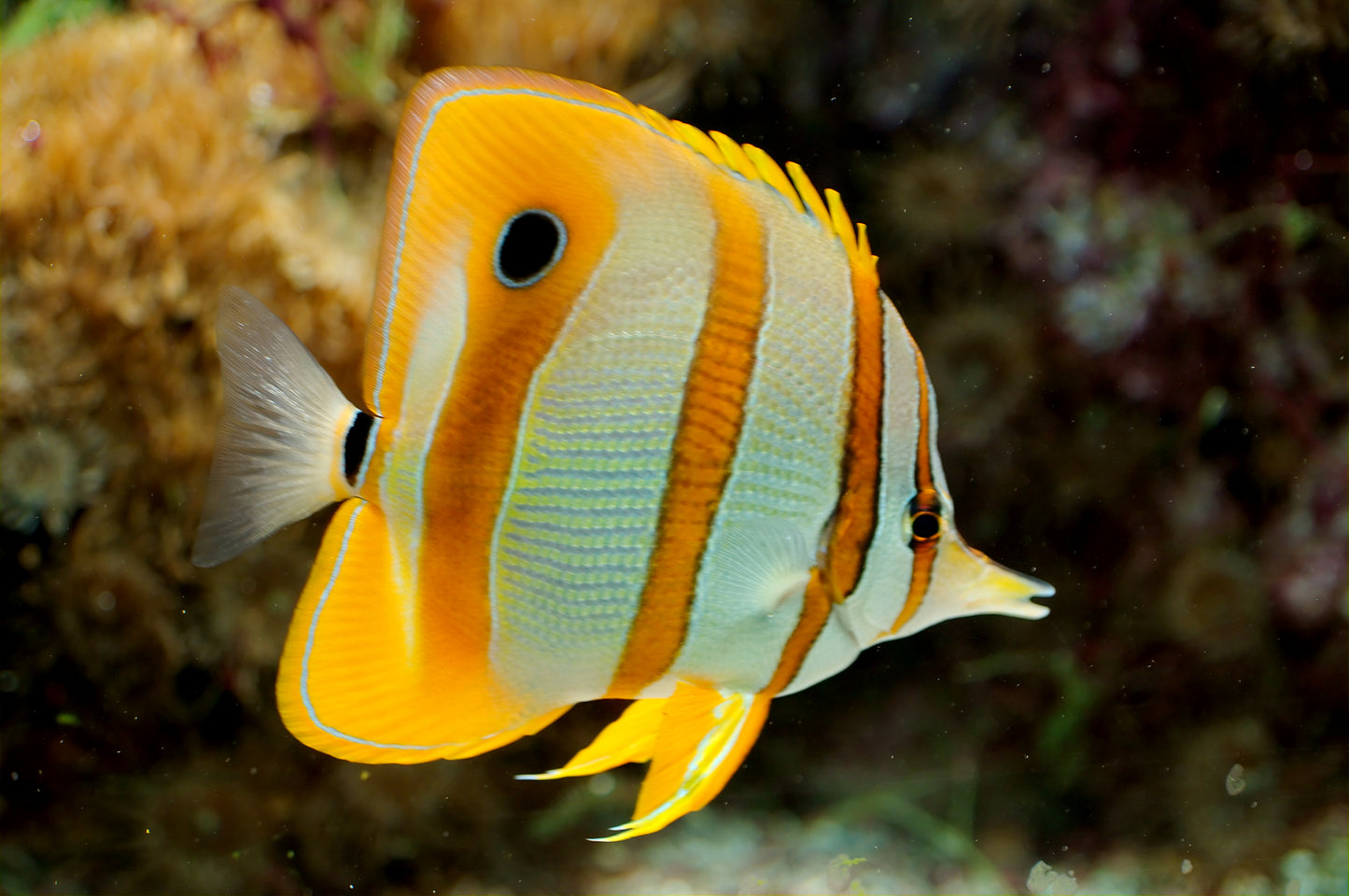 Copperband Butterfly :: Australia / Coral Sea