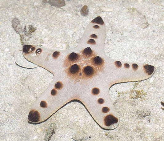 Chocolate Chip Starfish