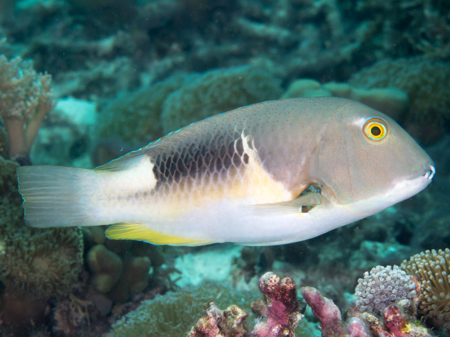 Anchor Tusk Wrasse