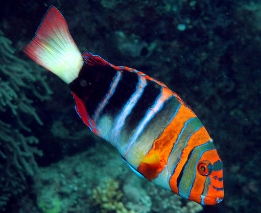 Harlequin Tusk Wrasse :: Australia / Coral Sea