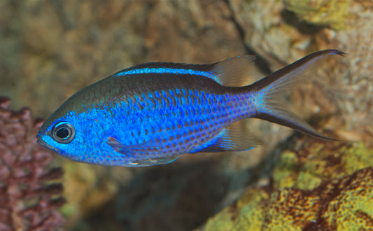Chromis Blue Reef Damsel