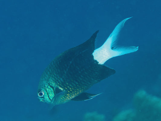 Pale Tail Reef Chromis Damsel