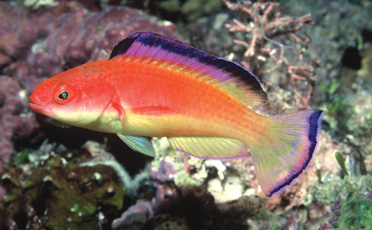 Hooded Flame Male Fairy Wrasse