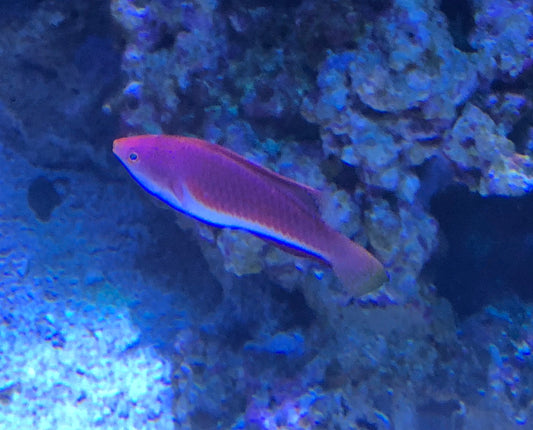 Blue Throat Sailfin Fairy Wrasse