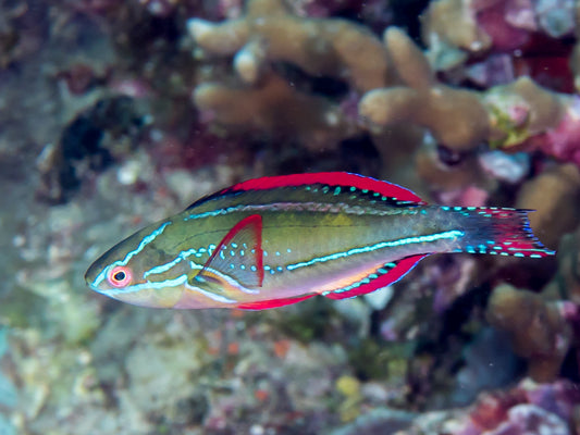 Exquisite Male Wrasse MAC Certified