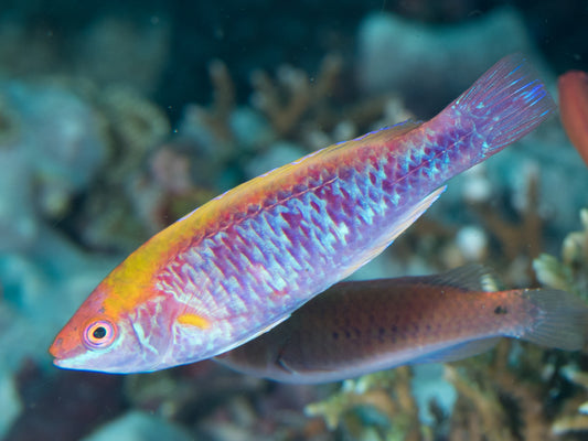 Multicolor Fairy Wrasse