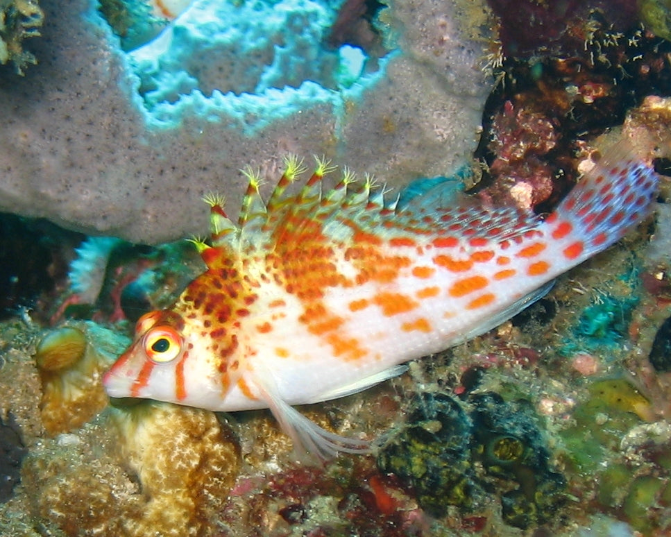 Falco Hawkfish :: Melanesia