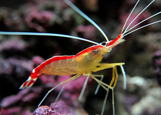 Live 6/18/26 Cleaner/Scarlet Shrimp