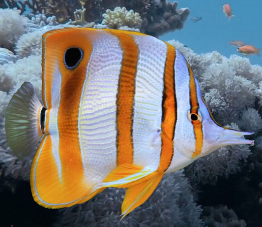 Copperband Butterfly