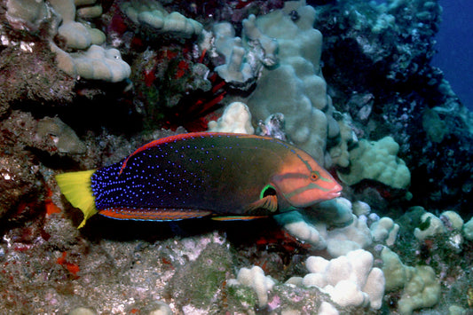 Red Coris Adult Wrasse :: Eastern Asia